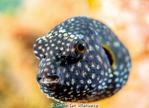 This is a photo of a very cute black puffer fish. This li... by Glenn Ian Villanueva 